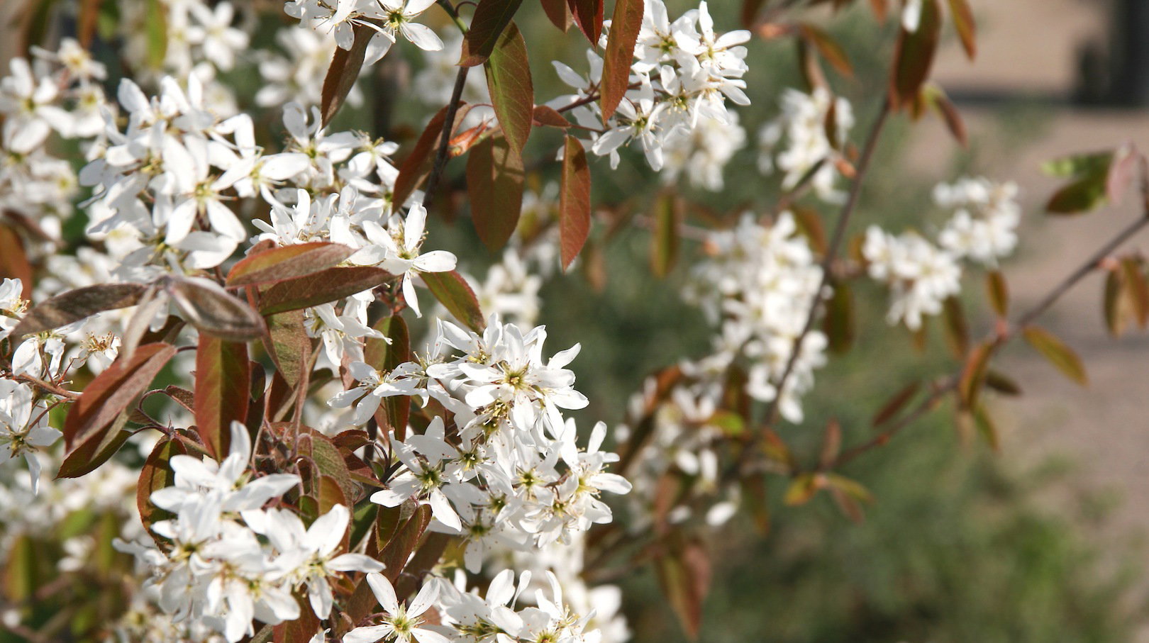 Świdośliwy Amelanchier (zdj.: Fotolia.com)
