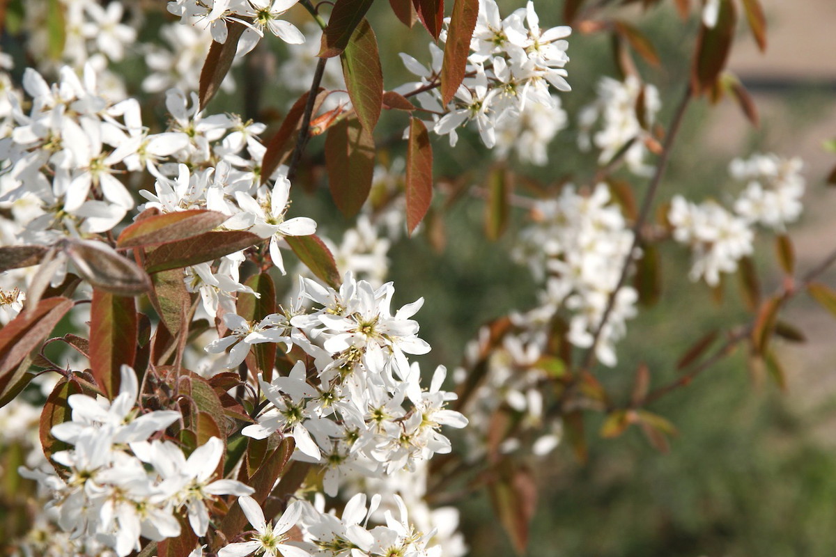 Świdośliwy Amelanchier (zdj.: Fotolia.com)