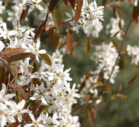 Świdośliwy Amelanchier (zdj.: Fotolia.com)