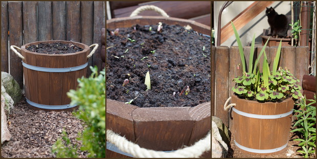 Szczawiki i mieczyki .