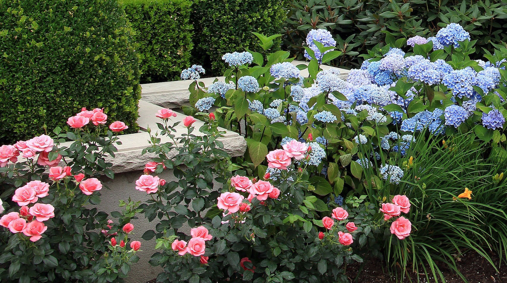 Trudno wyobrazić sobie rabatę na której róże nie wyglądałby doskonale (zdj.: Fotolia.com)