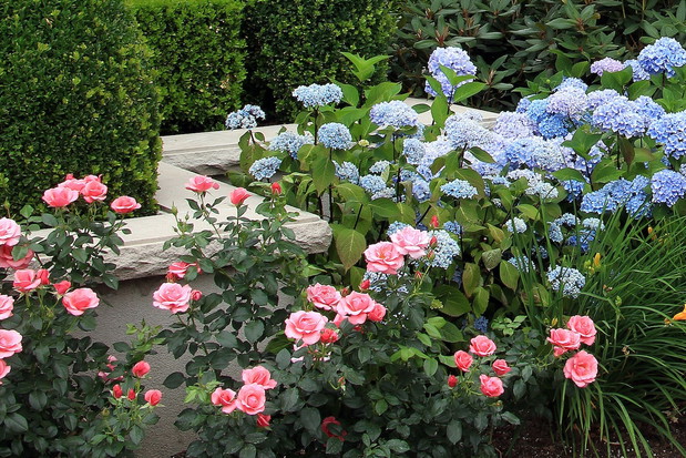 Trudno wyobrazić sobie rabatę na której róże nie wyglądałby doskonale (zdj.: Fotolia.com)