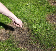 Uzupełnianie plam w trawniku po zimie (zdj.: Fotolia.com)