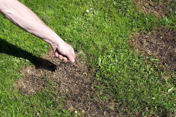 Uzupełnianie plam w trawniku po zimie (zdj.: Fotolia.com)