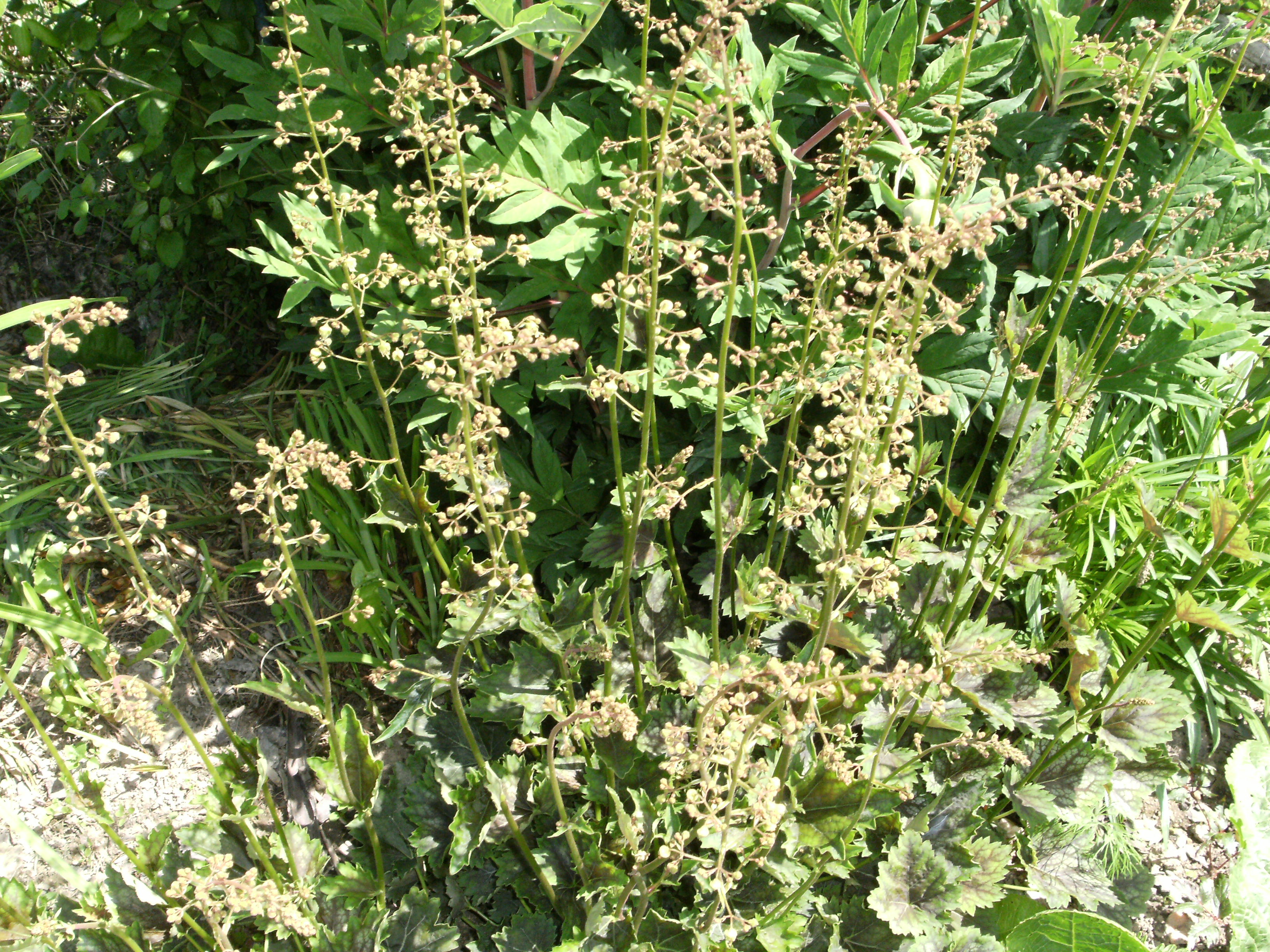  W końcu zakwitła kolorowa krzewuszka!!!