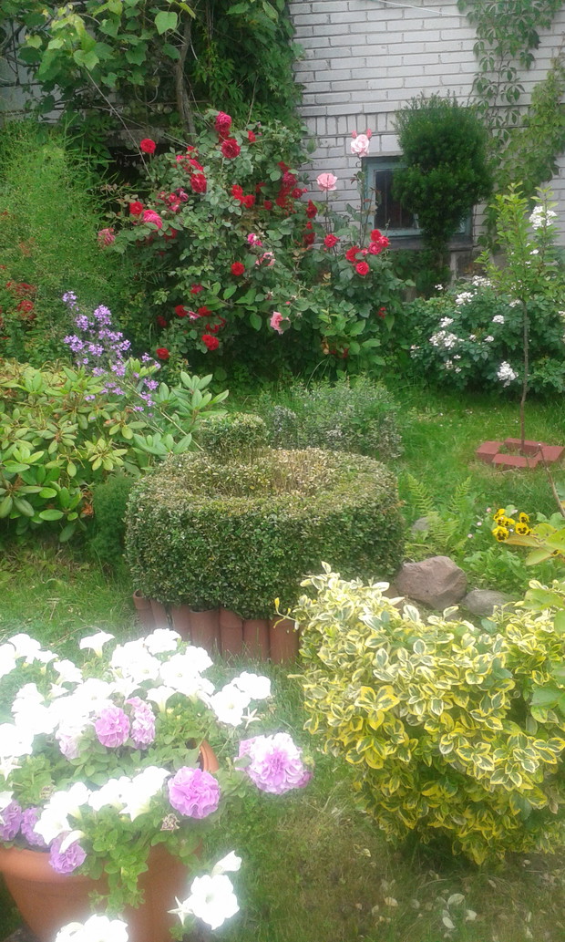 W moim ogrodzie znajduja sie tez formowane bukszpany oraz rozno kolorowe kwiaty.
