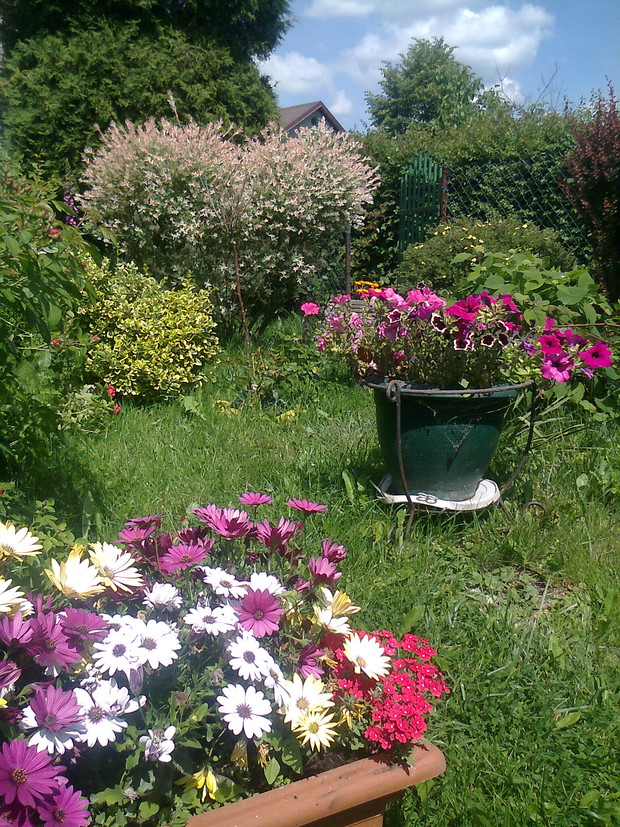 w ogrodzie tez rosna rozne rosliny min.wierzba japonska.Jest tez duzo donic min.z surfinii oraz stokrotek afrykanskich.