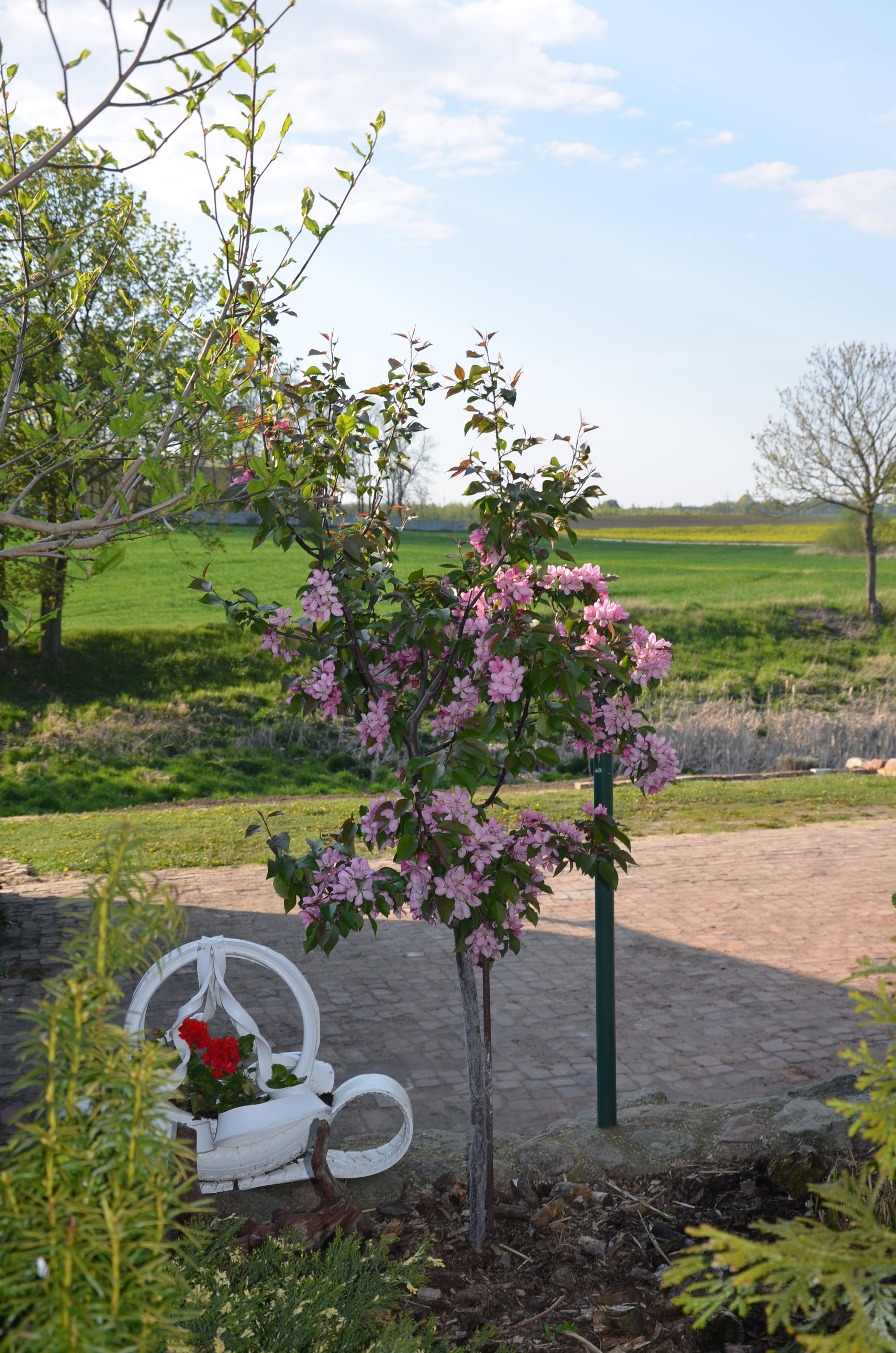 W pełni kwitnięcia rajska jabłoń :)