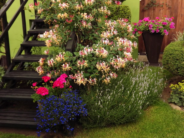 Wiciokrzew pomorski 'Serotina' i lawenda