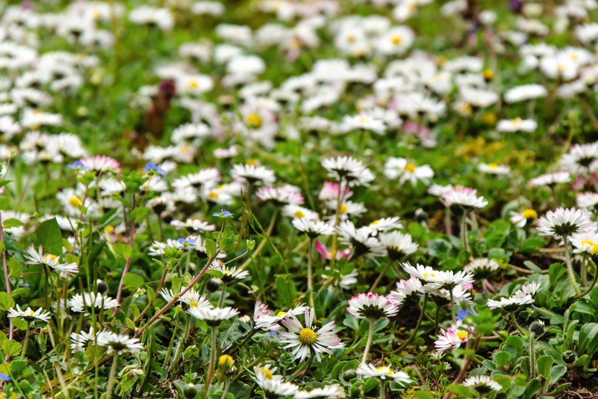 Wiosenna łąka usiana stokrotkami (zdj.: Fotolia.com)