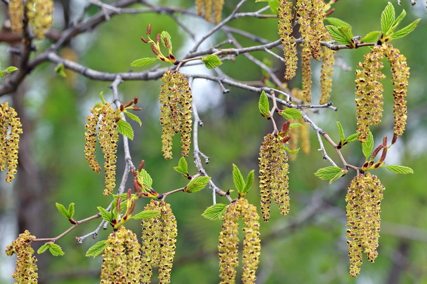 Wiosną oyli również olsza (zdj.: Fotolia.com)