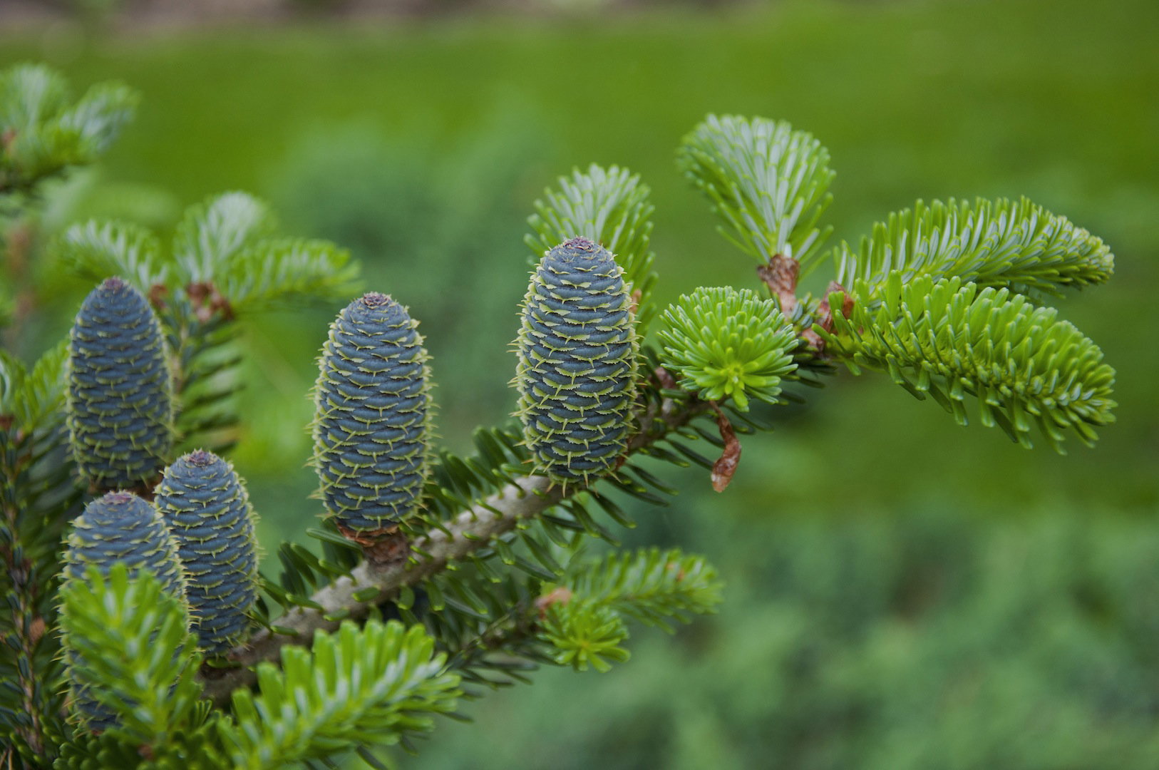 Zdrowa jodła koreańska potrafi zrobić niebywałe wrażenie (zdj.: Fotolia.com)