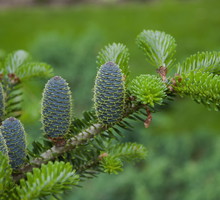Zdrowa jodła koreańska potrafi zrobić niebywałe wrażenie (zdj.: Fotolia.com)