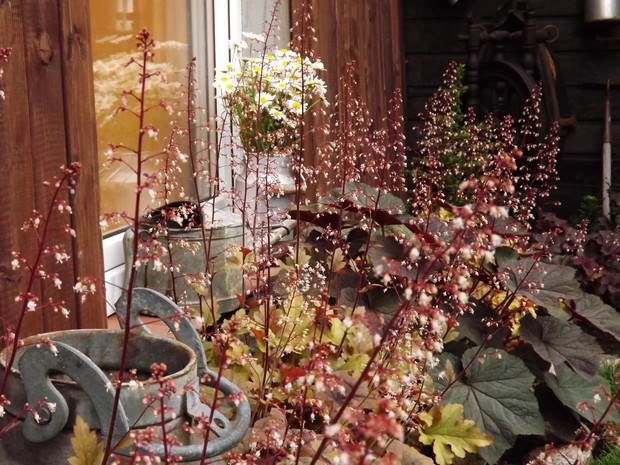 Żurawki - moja mała kolekcja