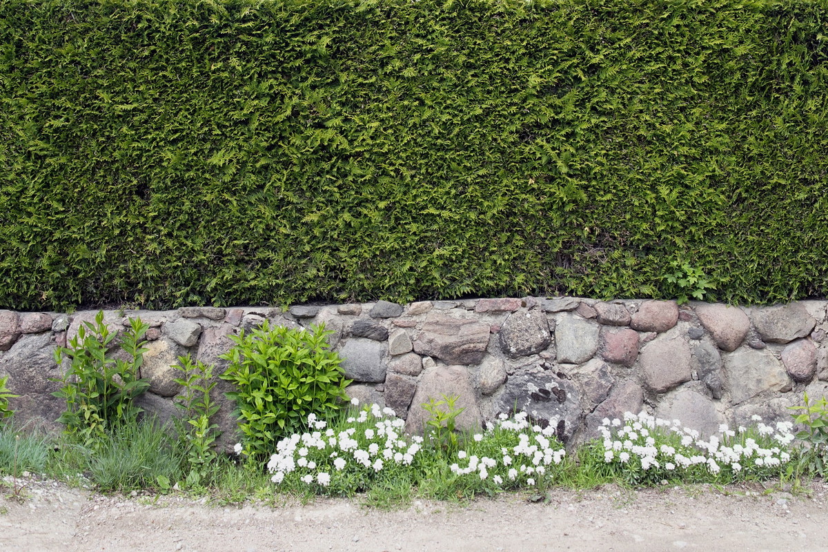 Żywopłot na murku (zdj.: Fotolia.com)
