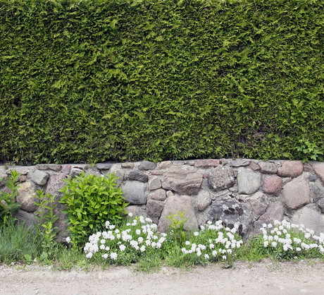 Żywopłot na murku (zdj.: Fotolia.com)
