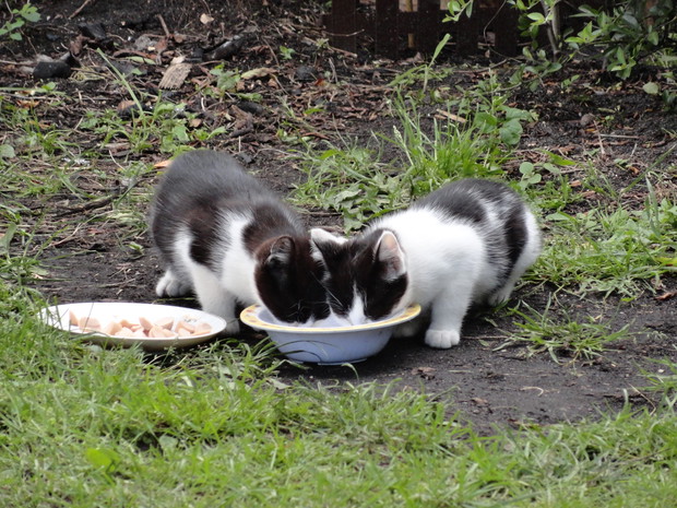 Akcja: Podziel się posiłkiem