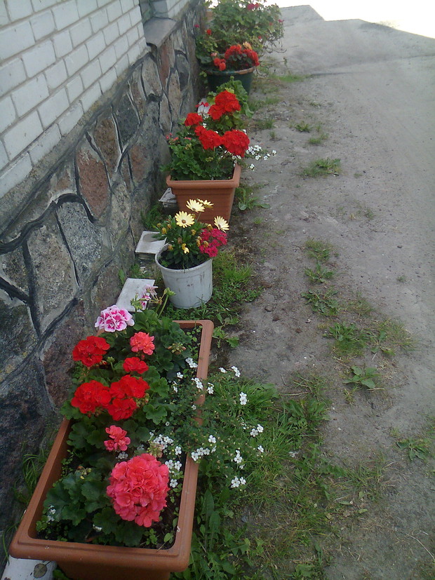 Alejka roznych kwiatow.