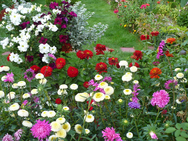 Astry i cynie to ulubione kwiaty jesieni.