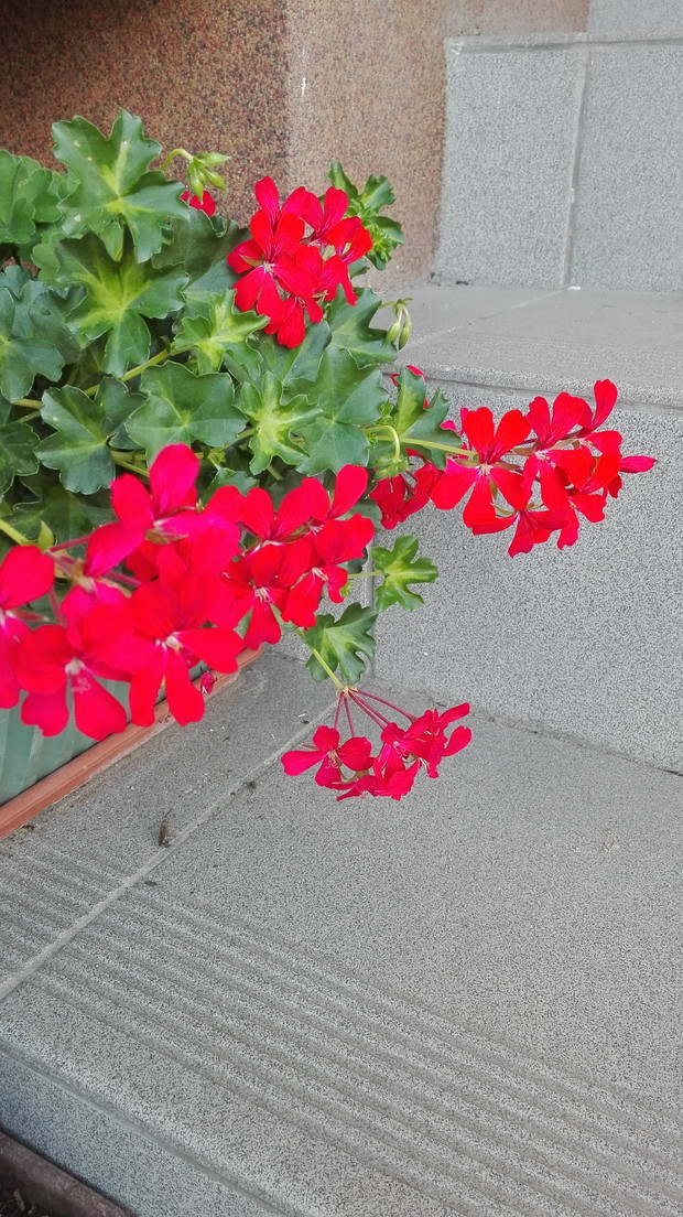 Barwna pelargonia.