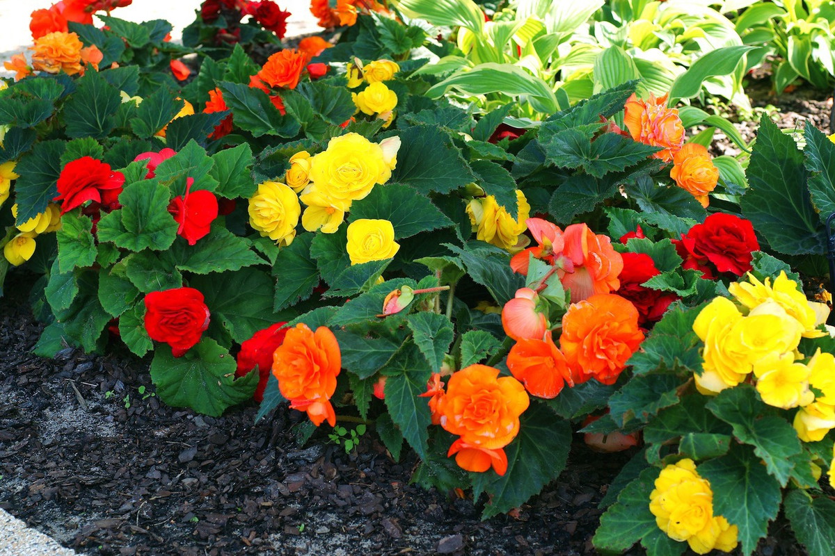 Begonia Bulwiasta Begonia Tuberhybrida (zdj.: Fotolia.com)