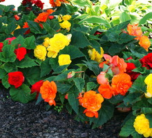 Begonia Bulwiasta Begonia Tuberhybrida (zdj.: Fotolia.com)