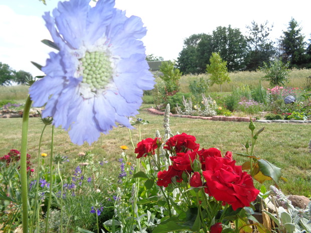 Błękitna drakiew kaukazka