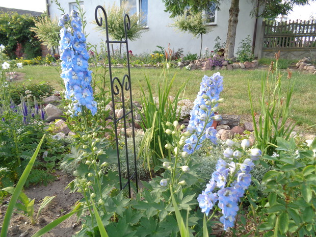 Błękitne ostróżki