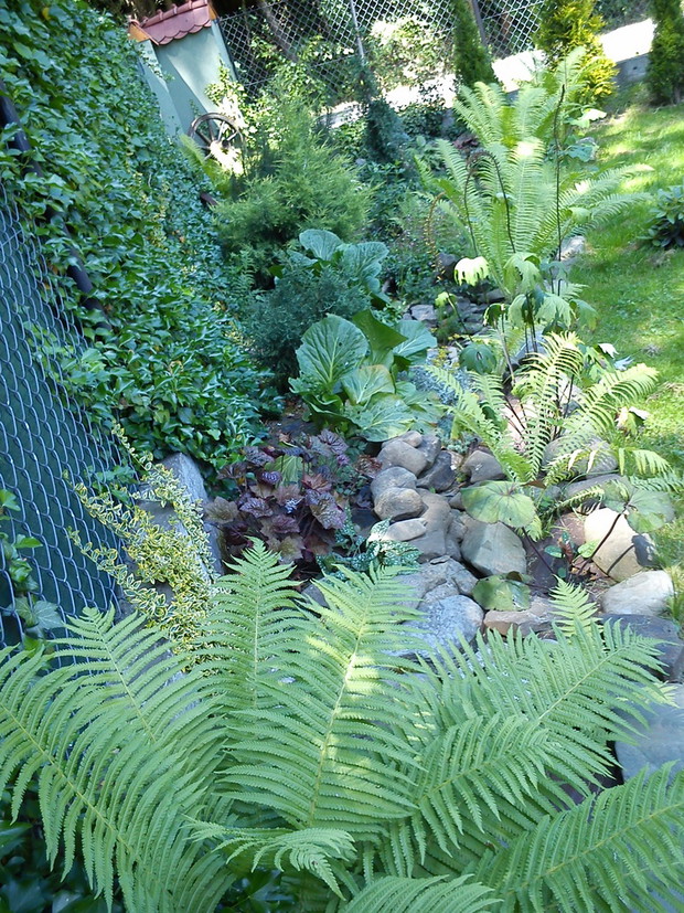 bluszcz,paprocie wszystko co lubi cień.