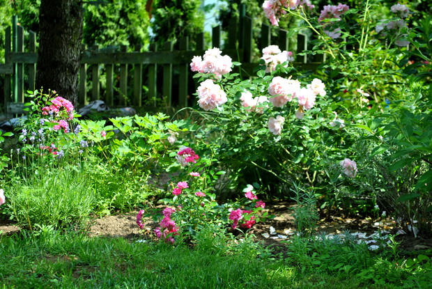 Bonica i Lovely Fairy