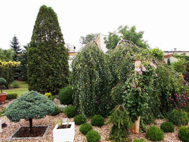 Brzoza brodawkowata 'Youngii' 