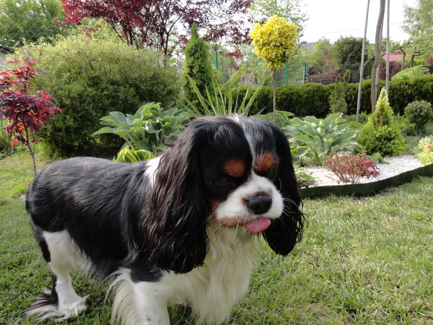 Charlie uwielbia wypady na działkę