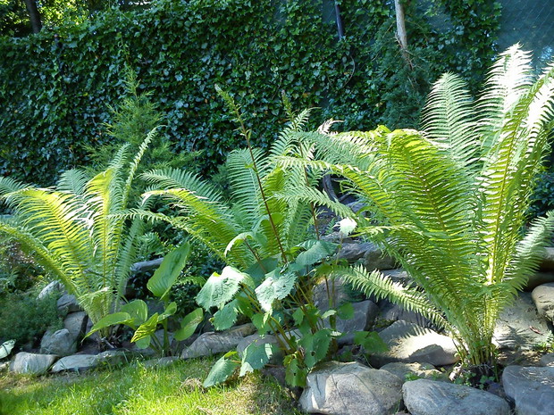 cieniolubny zakątek