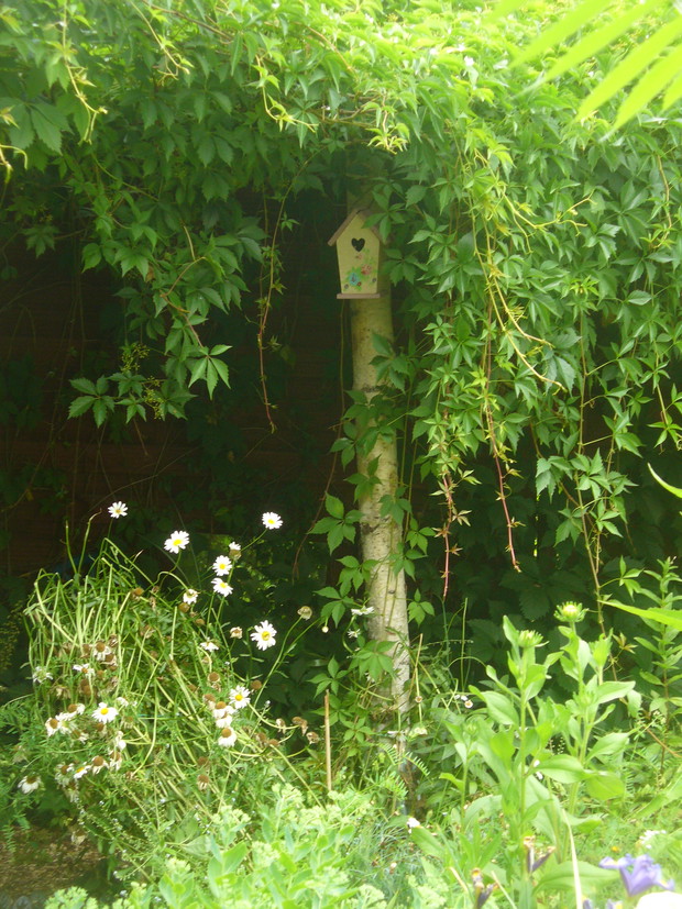 cienisty zakątek pod winbluszczem