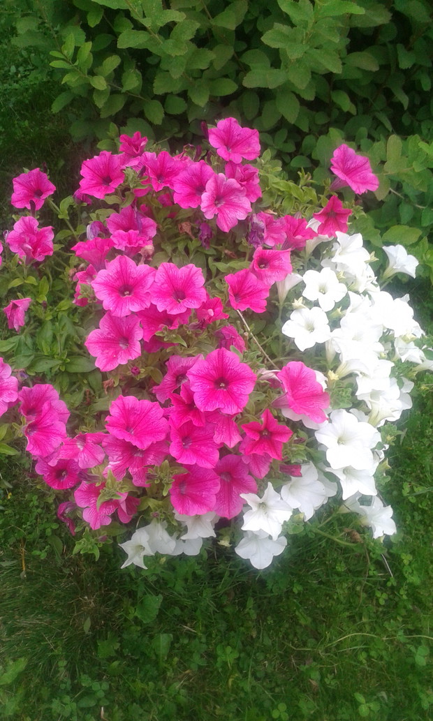 Cudowne dwa kolory surfinii.