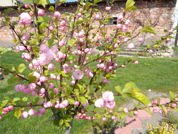 Cudowne różyczki migdałka