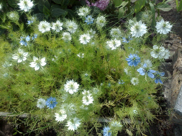 Czarnuszka damasceńska