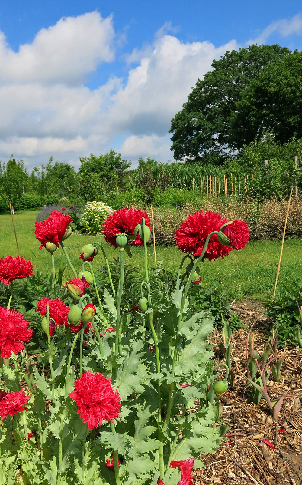 Czerwiec..zaczynają kwitnąć wszędobylskie maki,w końcu mieszkają na Makowisku więc mają drogę wolna na wędrówkę po ogrodzie. W tym roku zadomowiły się pod lipą i na rabacie różanej. Piękne mogą śmiało konkurować z różami i lawendą.