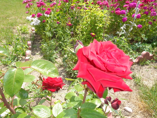 Czerwienią malowane