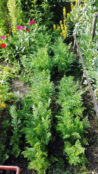 Często łączę warzywa z owocami, dobrze rosną i ,,dogadują się'' :)