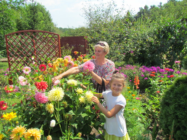 Dalie  w ogrodzie , to ogród nabiera charakteru.