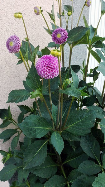 Dalie wyhodowane z nasion, jak niegdyś u mojej mamy.