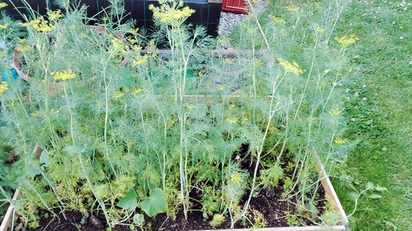 Druga wzniesiona rabata z warzywami, produkcji mojego męża :)