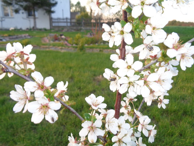 Drzewa owocowe cudnie kwitną