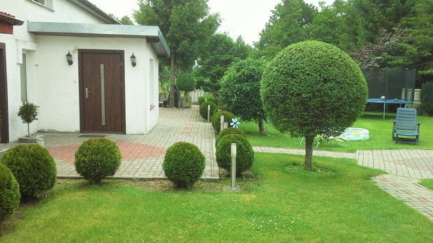 Drzewka ozdobne i owocowe wycięte w piękne kule.