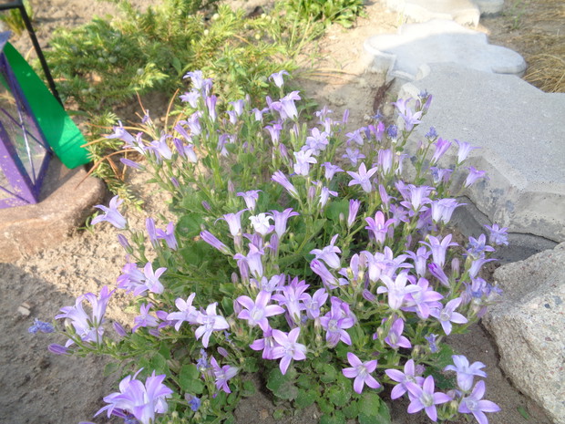 Dzwonki dalmatyńskie