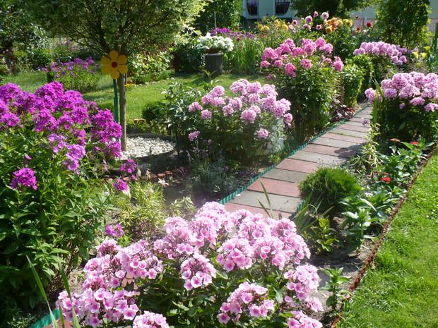Floksy posadzone wzdłuż alejki, dwa przedstawione zdjęcia tworzą całość. Gdy zakwitają kępy, ogród przybiera rozmaite odcienie różu, ich zapach rozciąga się na cały ogród. Są to jedne z najbardziej wytwornych bylin , bez trudu wypełniają ogród romantyczną