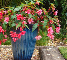 Fuksje (zdj.: Fotolia.com)