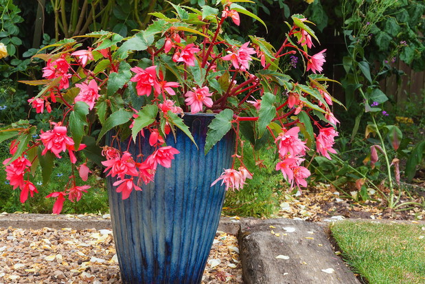 Fuksje (zdj.: Fotolia.com)