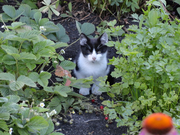 Harce między poziomkami i pietruszką